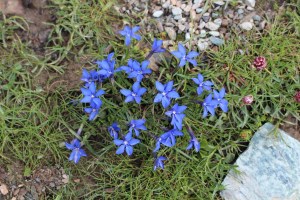 gentiana brachyphylla (1200 x 800)